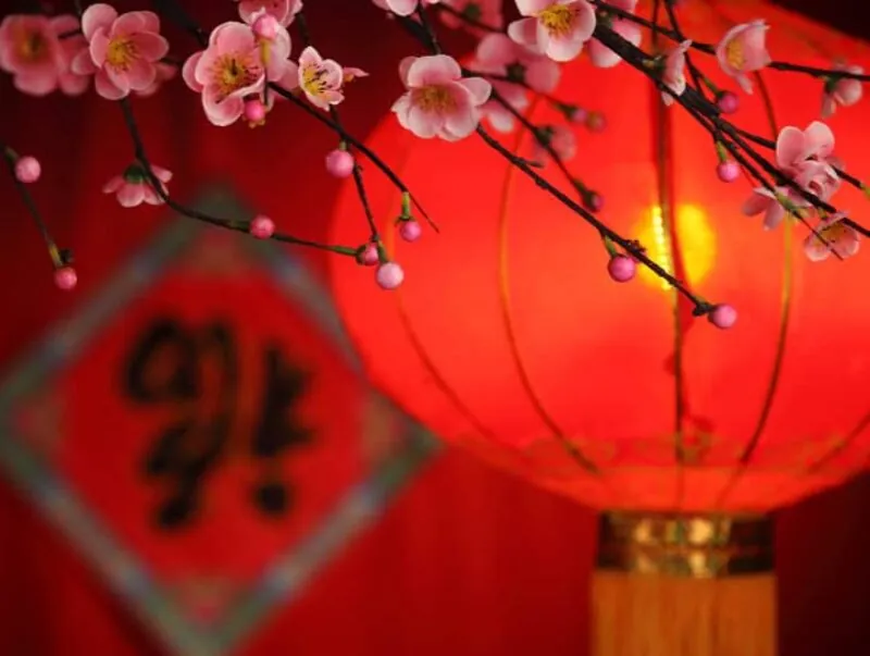 A Chinese lantern and plum blossom celebrating Chinese New Year